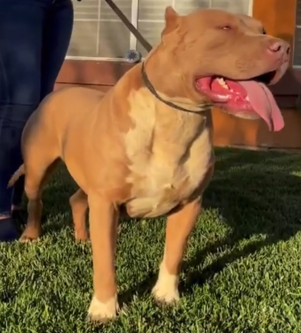 Dog Featured Image