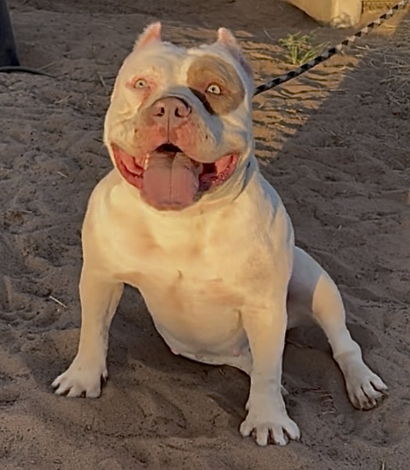 Dog Featured Image