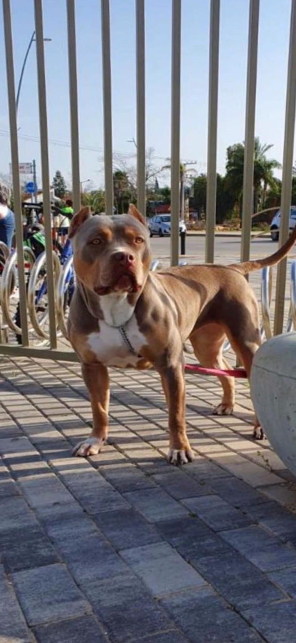 Dog Featured Image