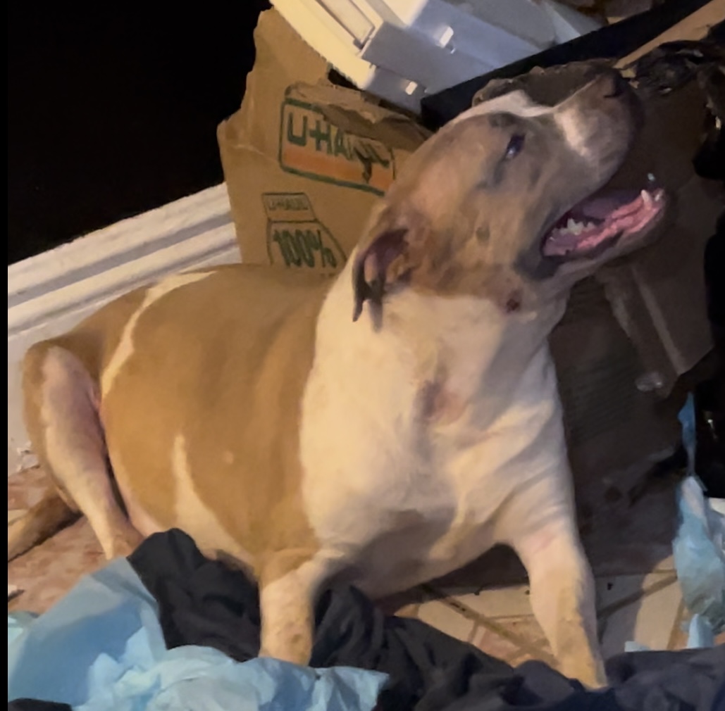 Dog Featured Image