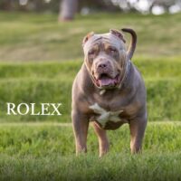Dog Featured Image
