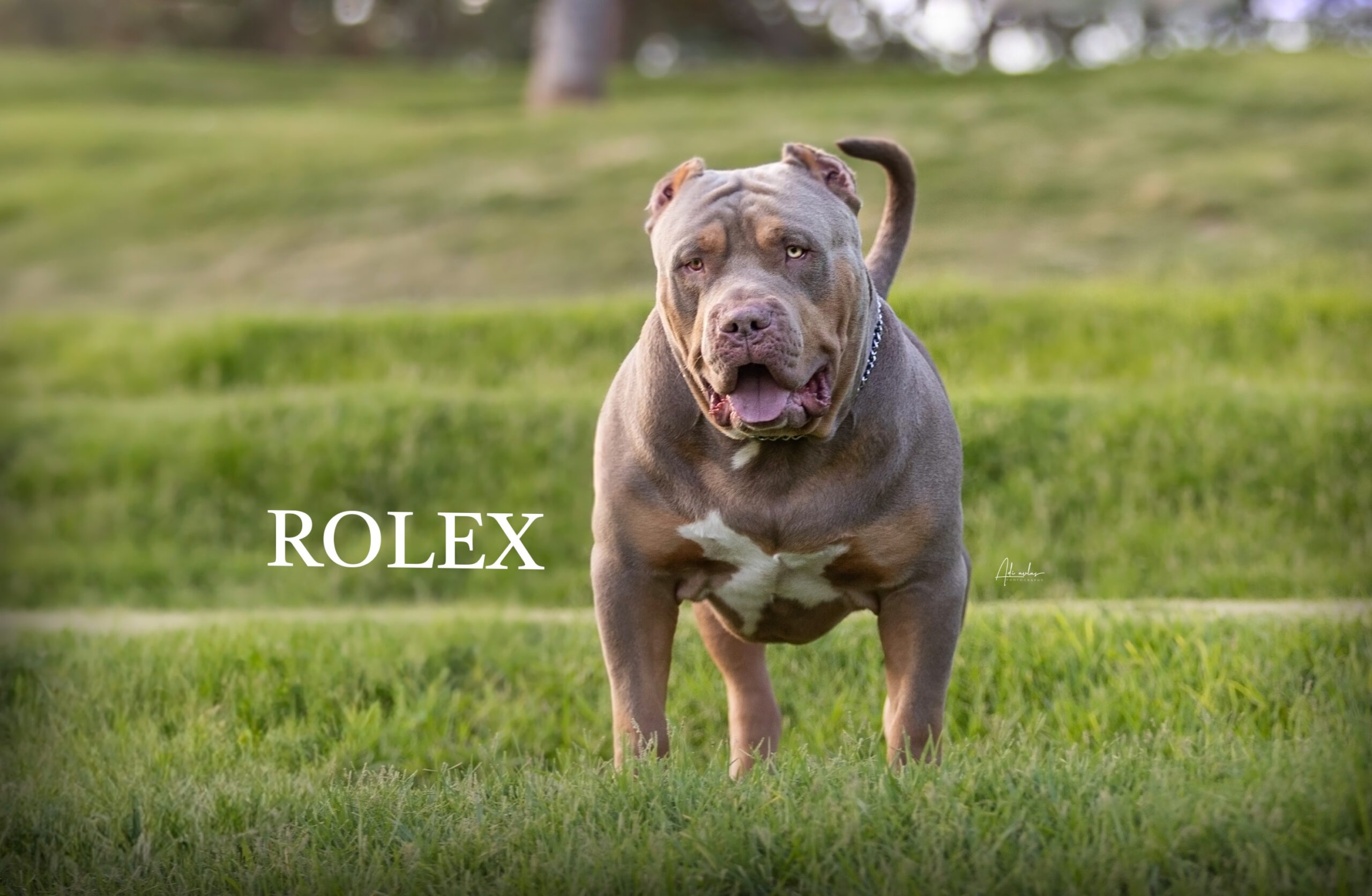Dog Featured Image