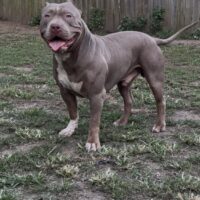 Dog Featured Image