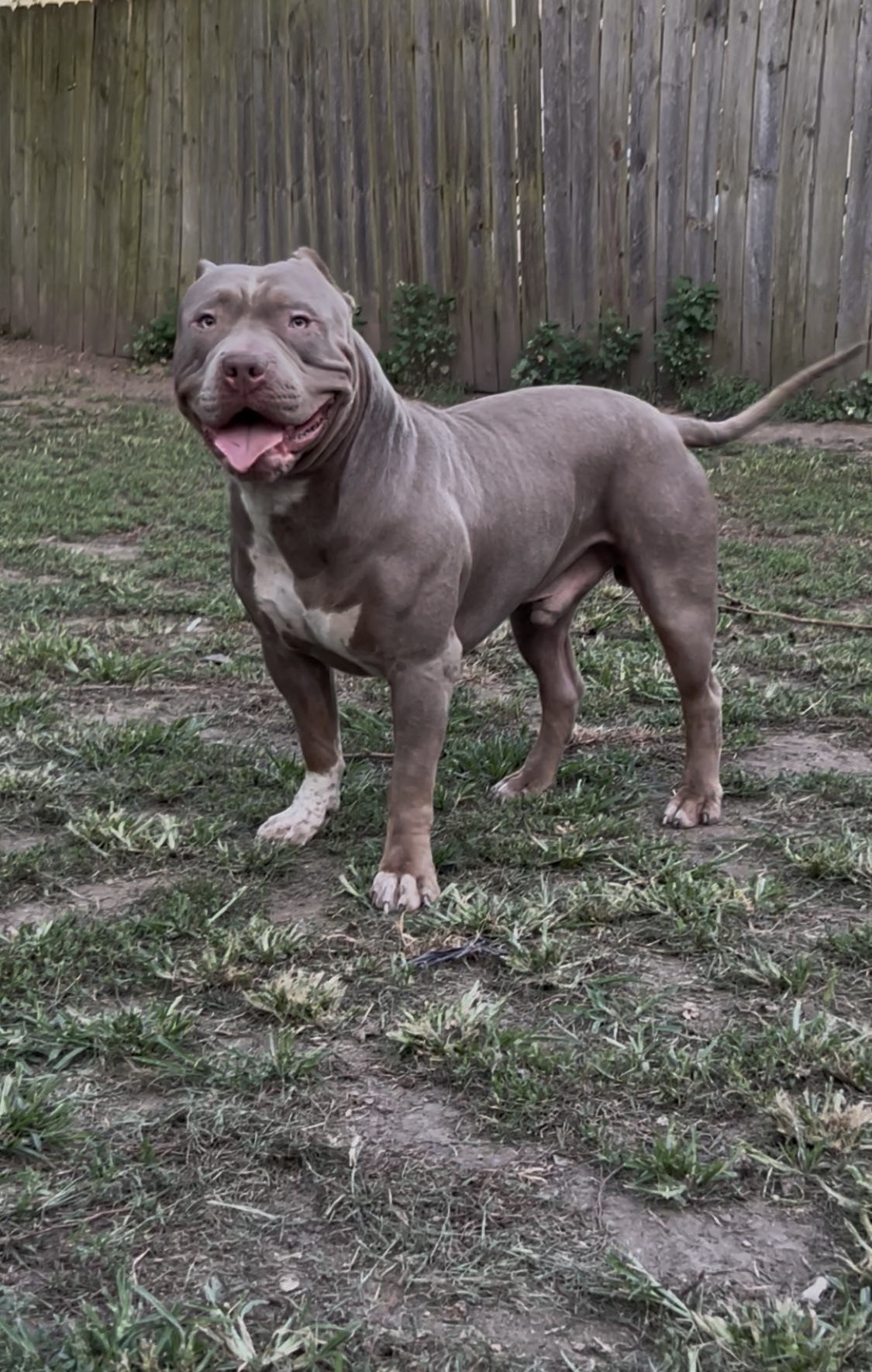 Dog Featured Image