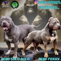 Dog Featured Image