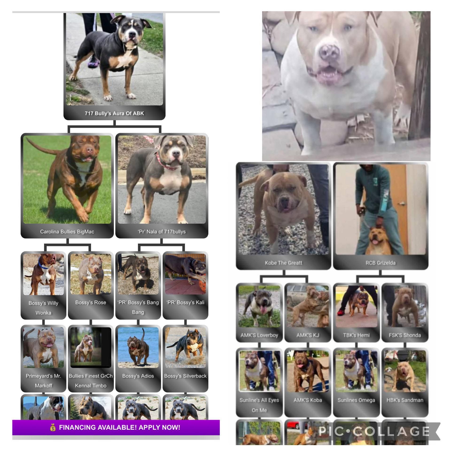 Dog Featured Image