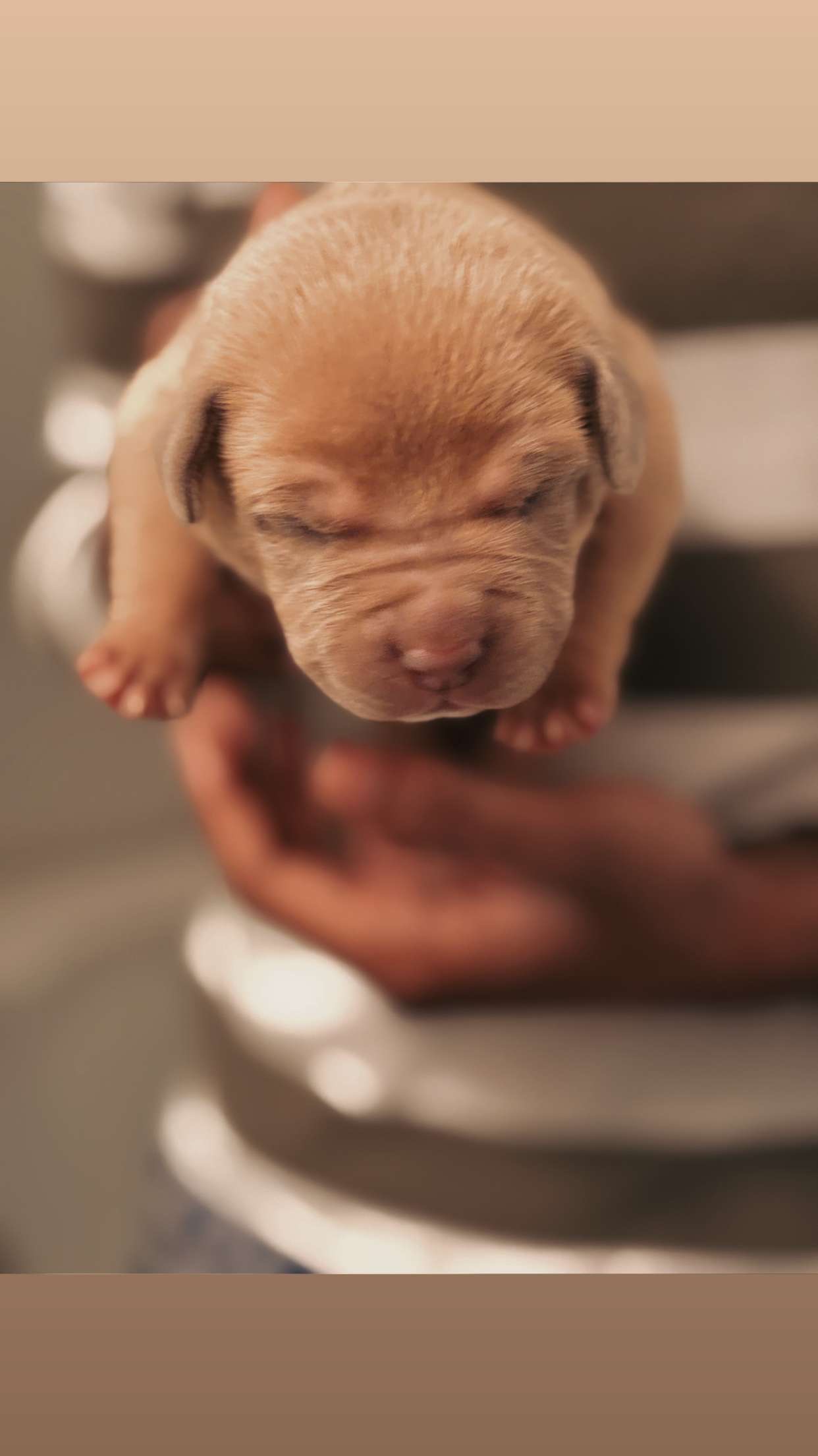 Dog Featured Image