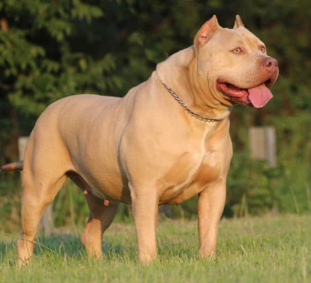 Dog Featured Image
