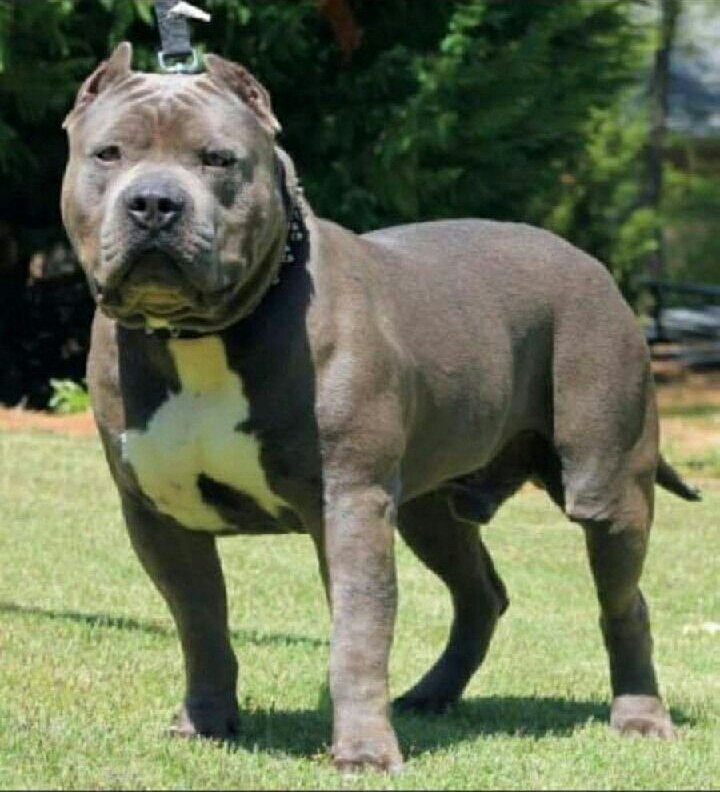 Dog Featured Image