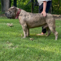 Dog Featured Image