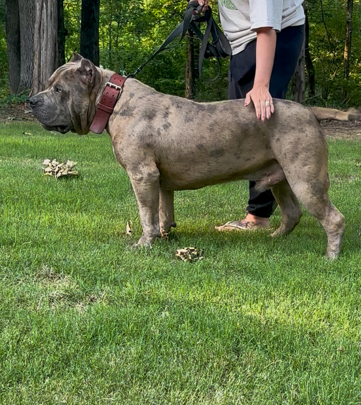 Dog Featured Image