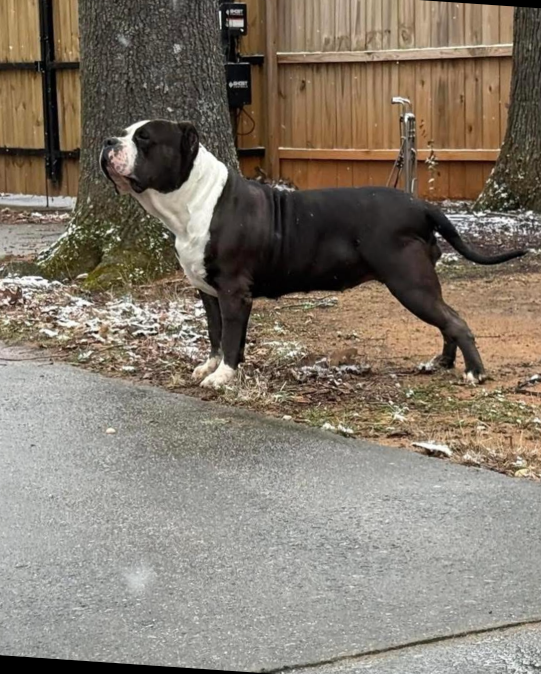 Dog Featured Image