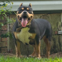 Dog Featured Image