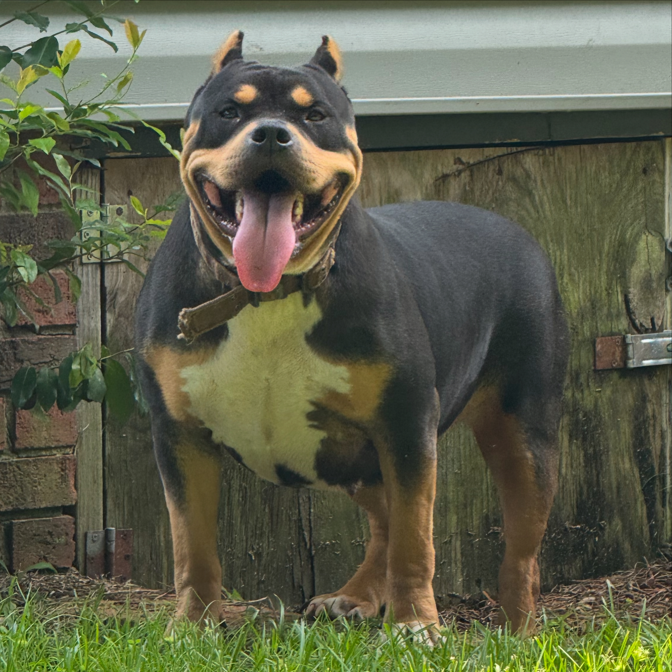Dog Featured Image