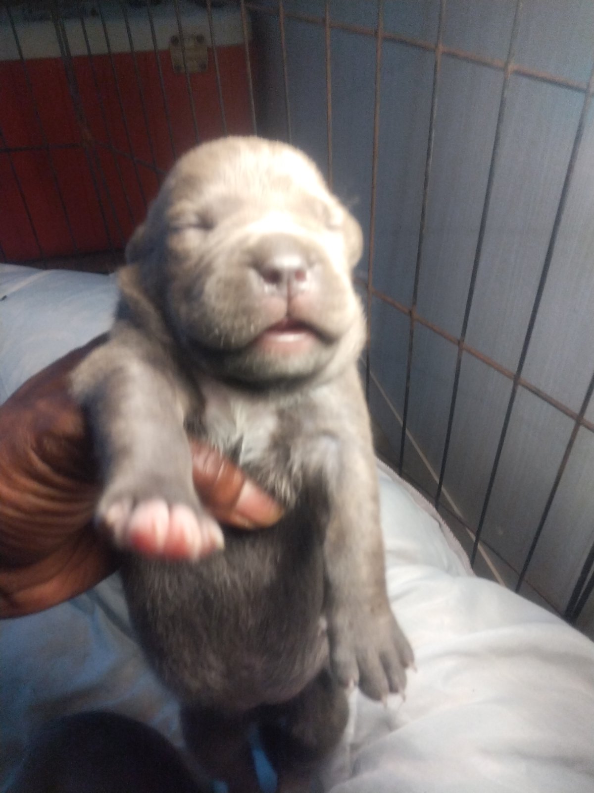 Dog Featured Image
