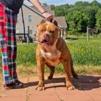 Dog Featured Image