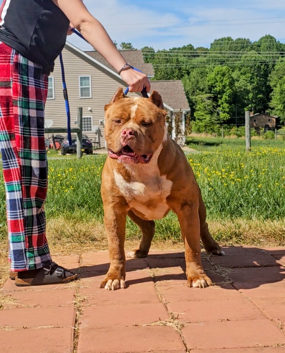 Dog Featured Image