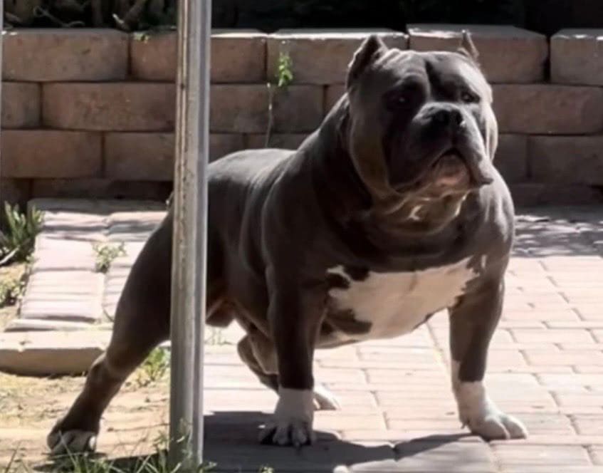 Dog Featured Image