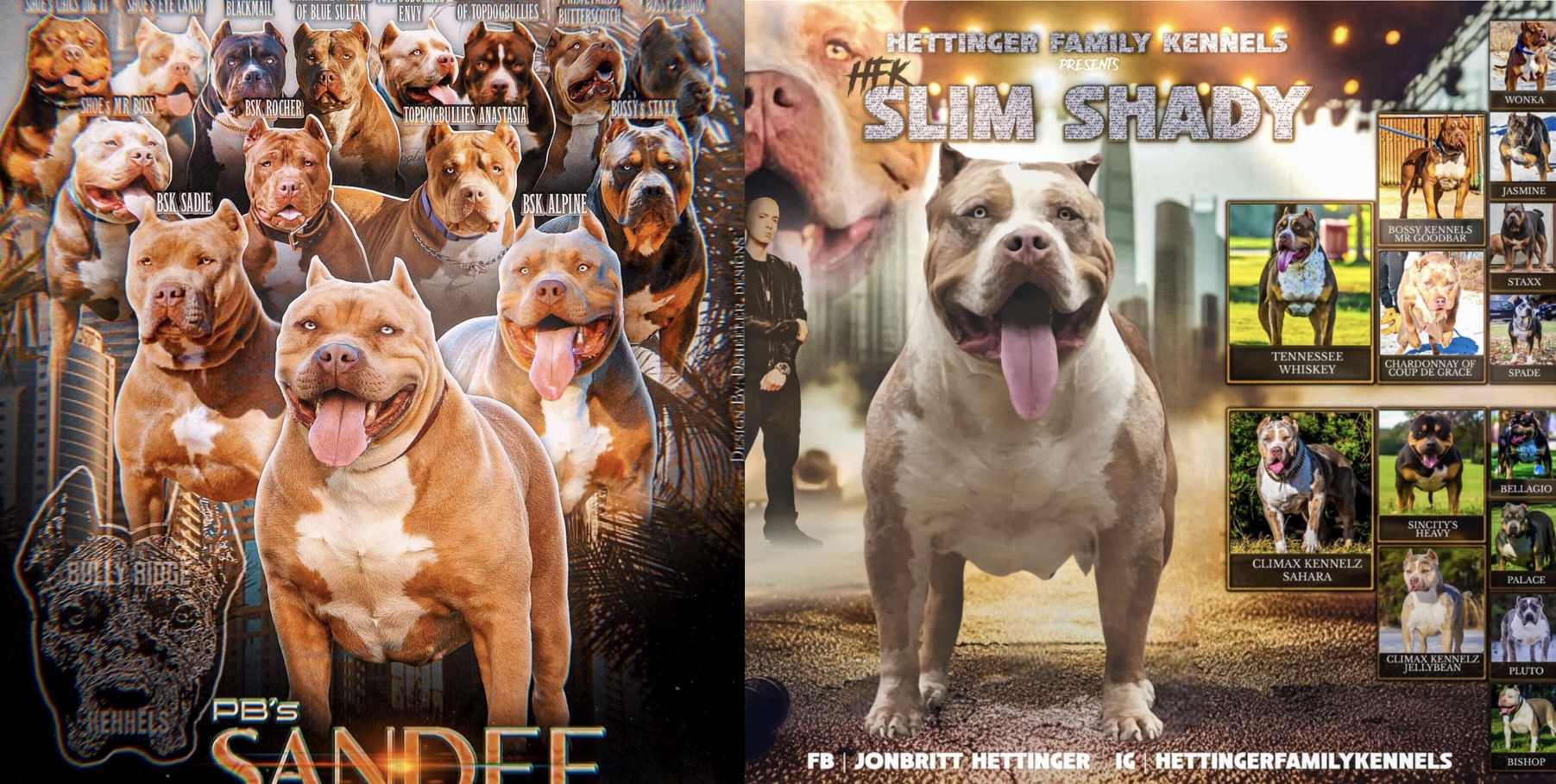 Dog Featured Image