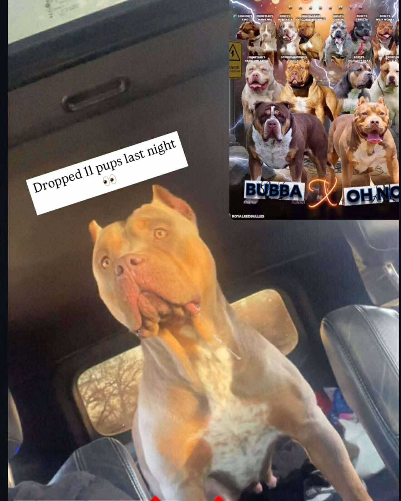 Dog Featured Image
