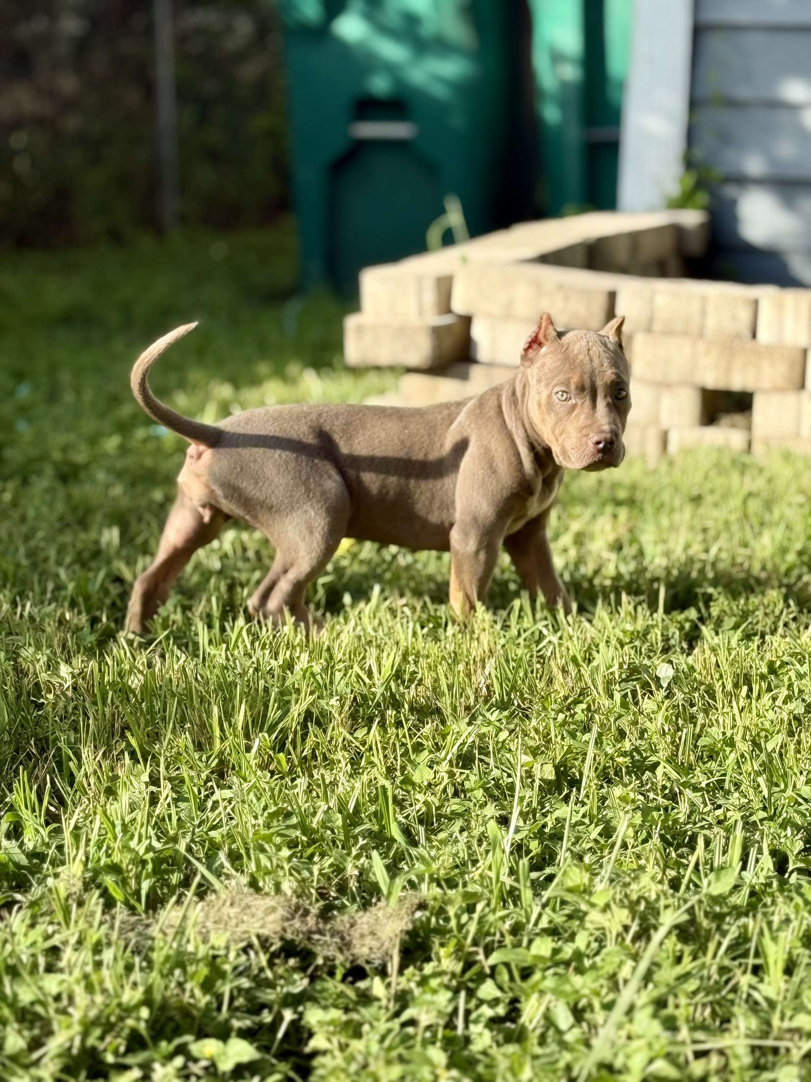 Dog Featured Image