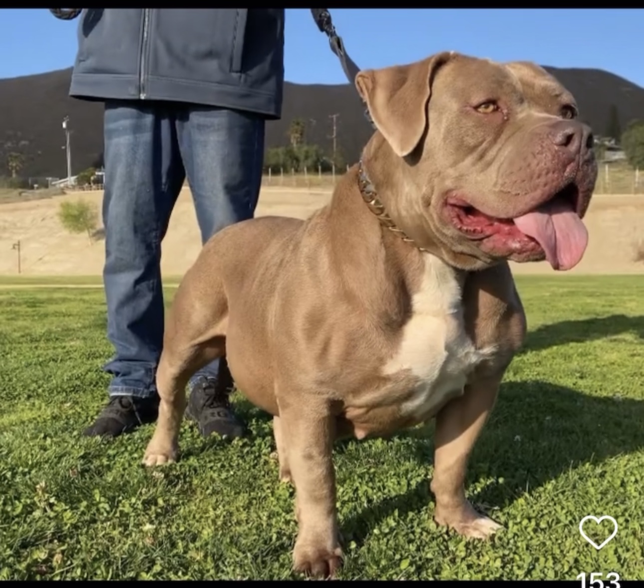 Dog Featured Image