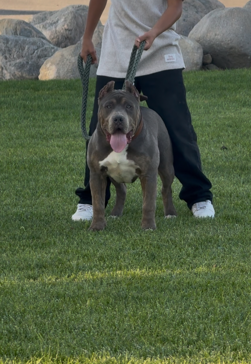 Dog Featured Image