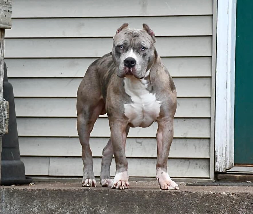 Dog Featured Image