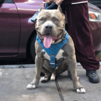 Dog Featured Image