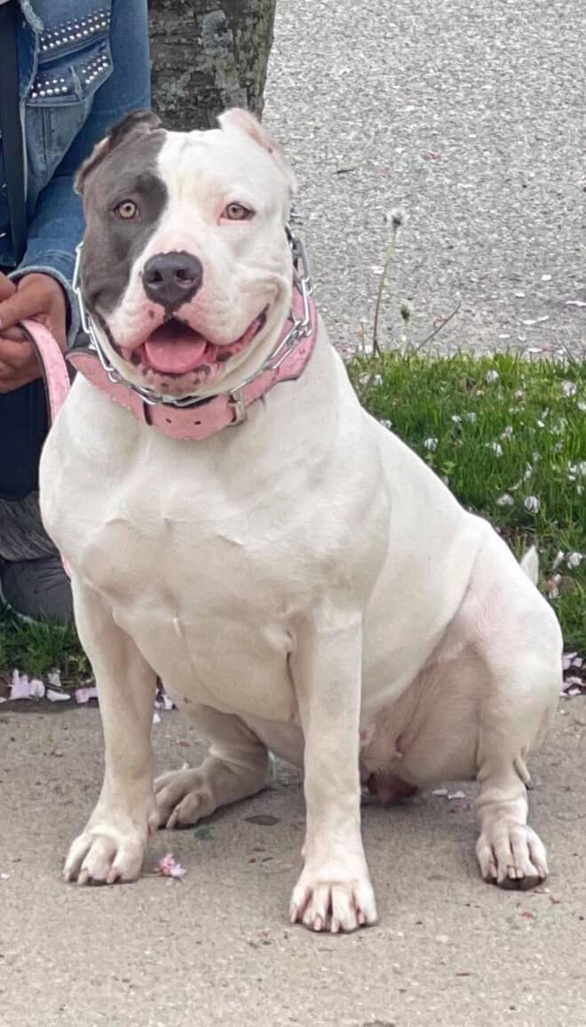 Dog Featured Image
