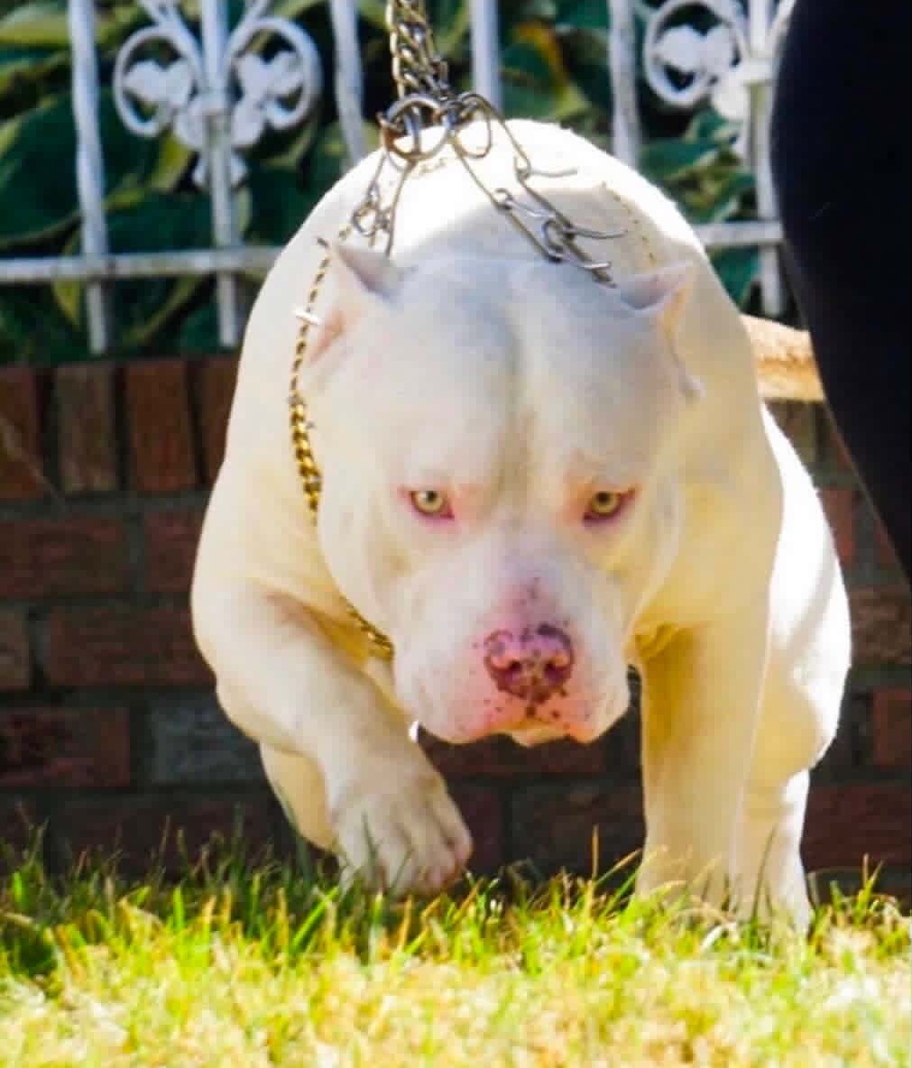 Dog Featured Image