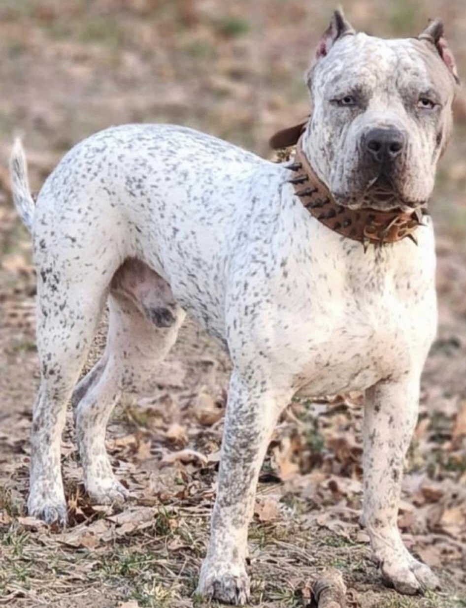 Dog Featured Image
