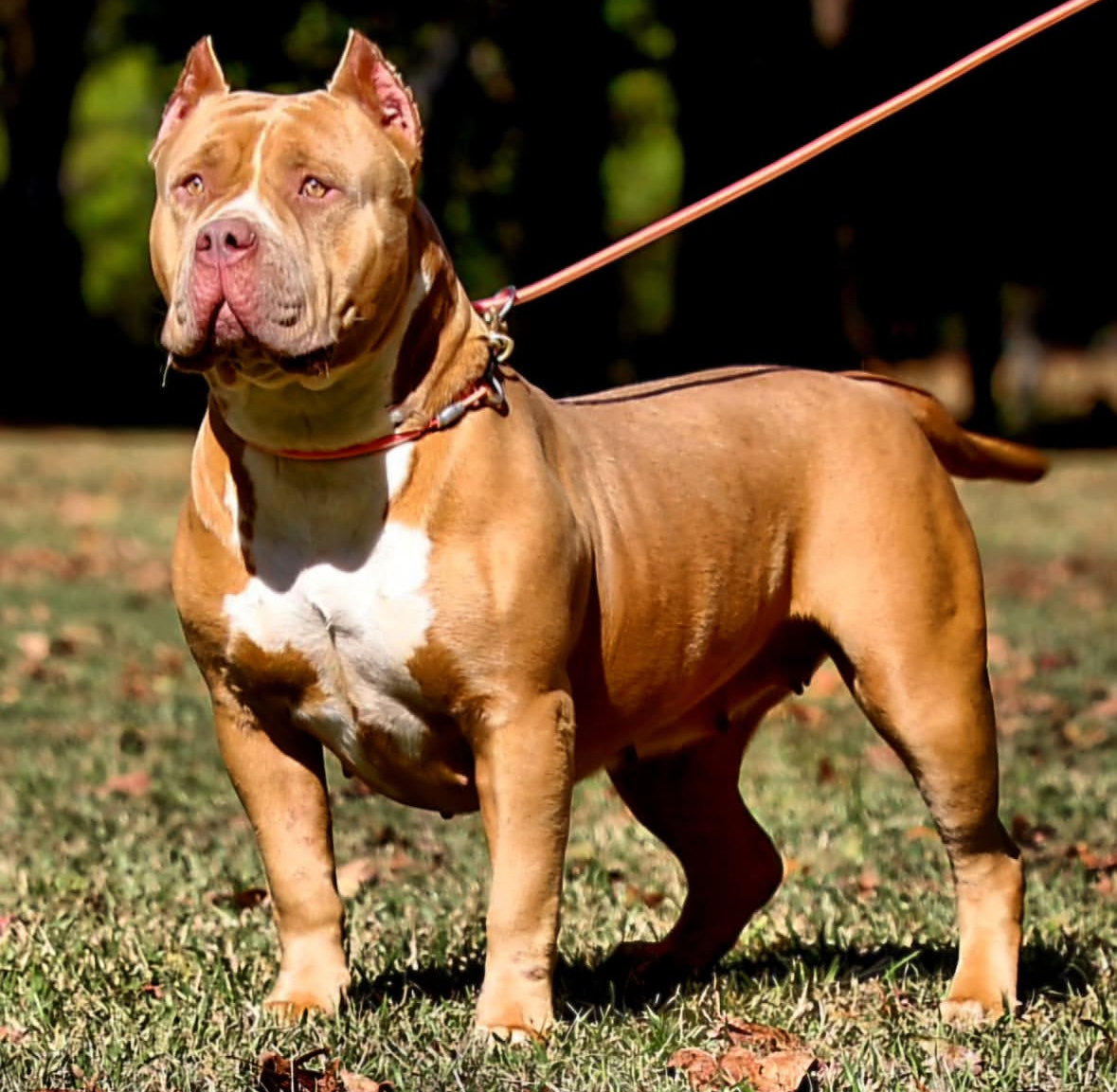 Dog Featured Image