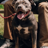 Dog Featured Image