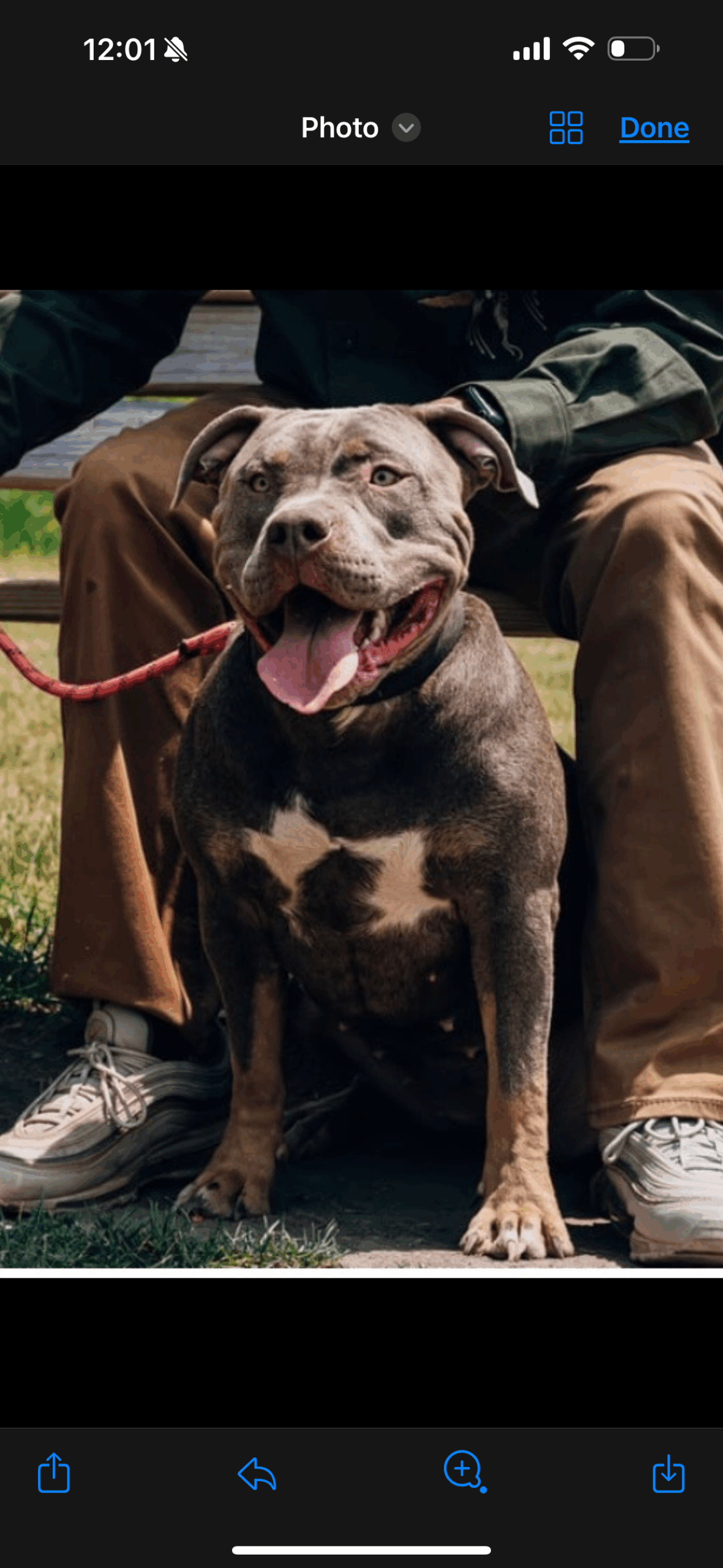 Dog Featured Image