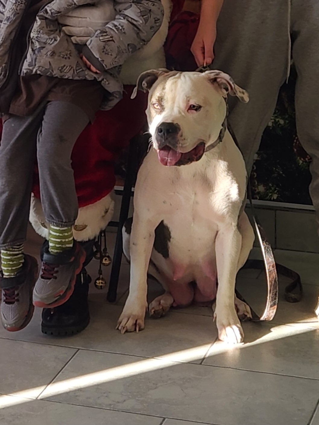 Dog Featured Image