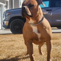 Dog Featured Image