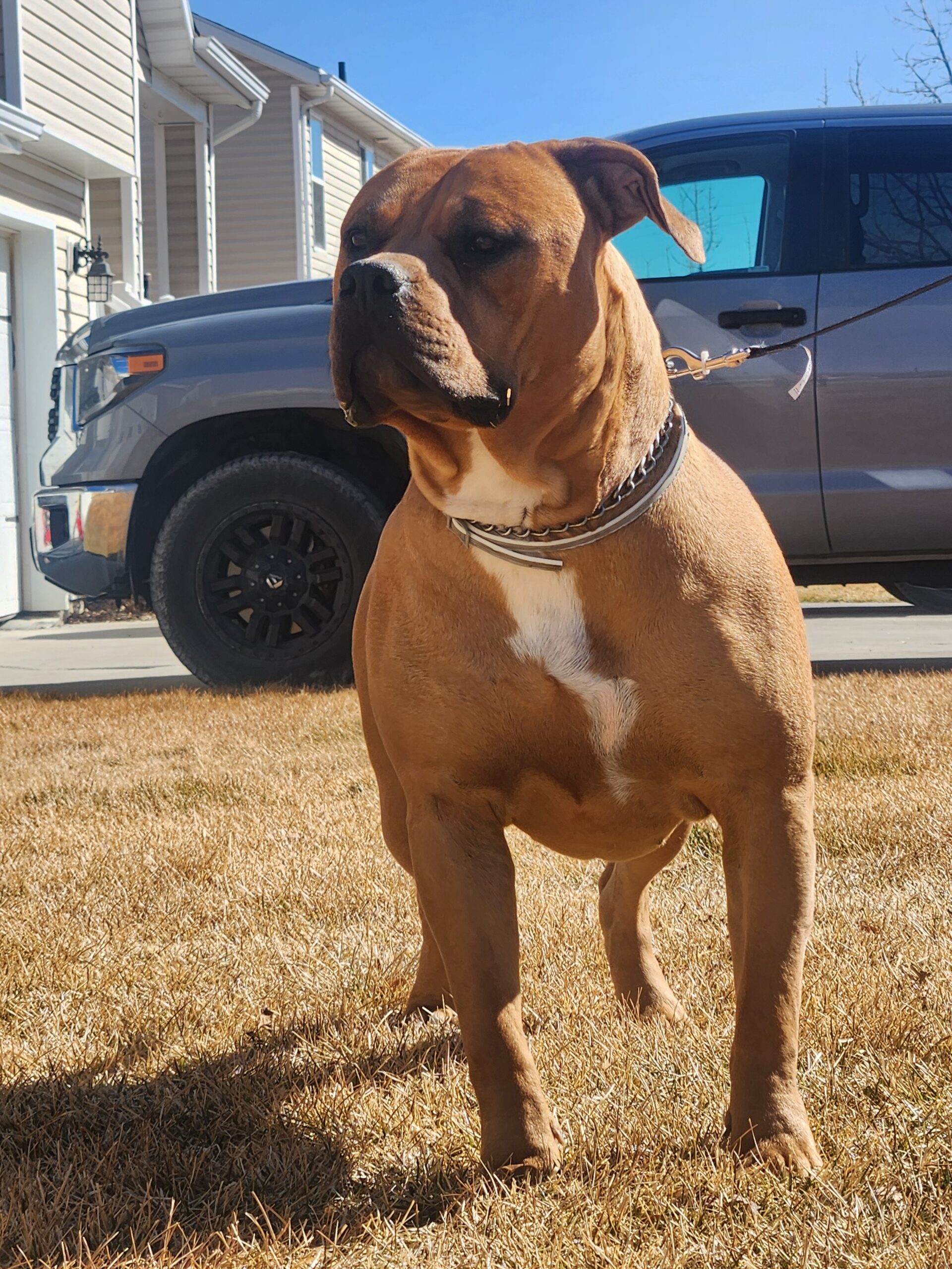 Dog Featured Image