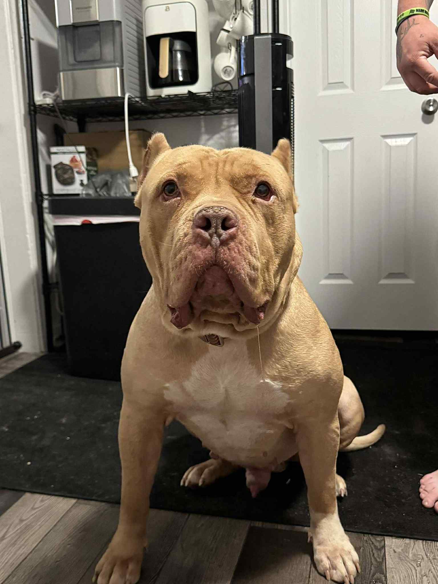 Dog Featured Image