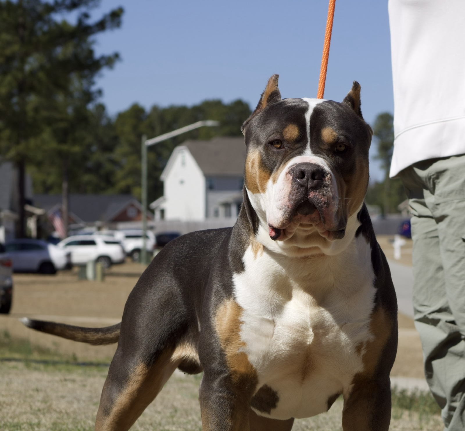 Dog Featured Image