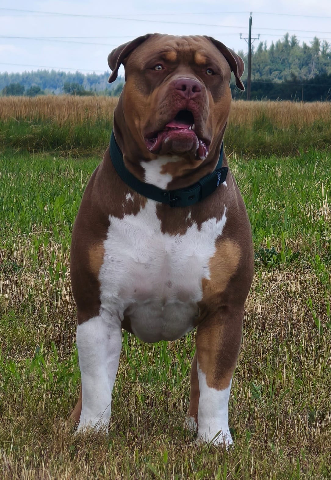 Dog Featured Image