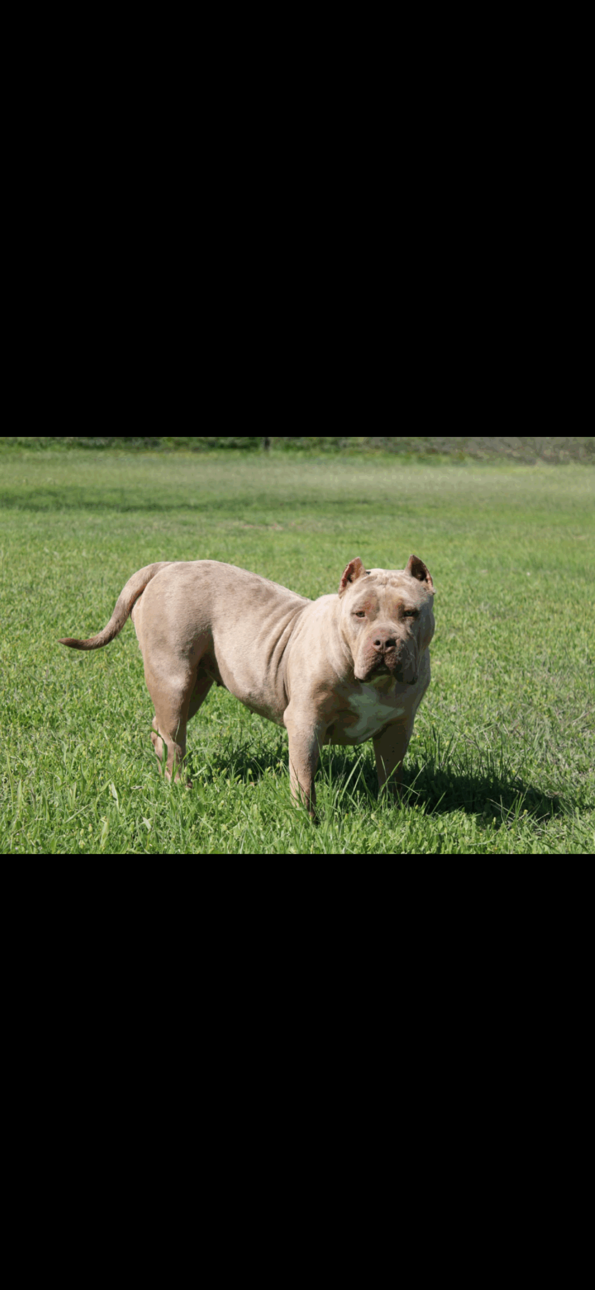 Dog Featured Image