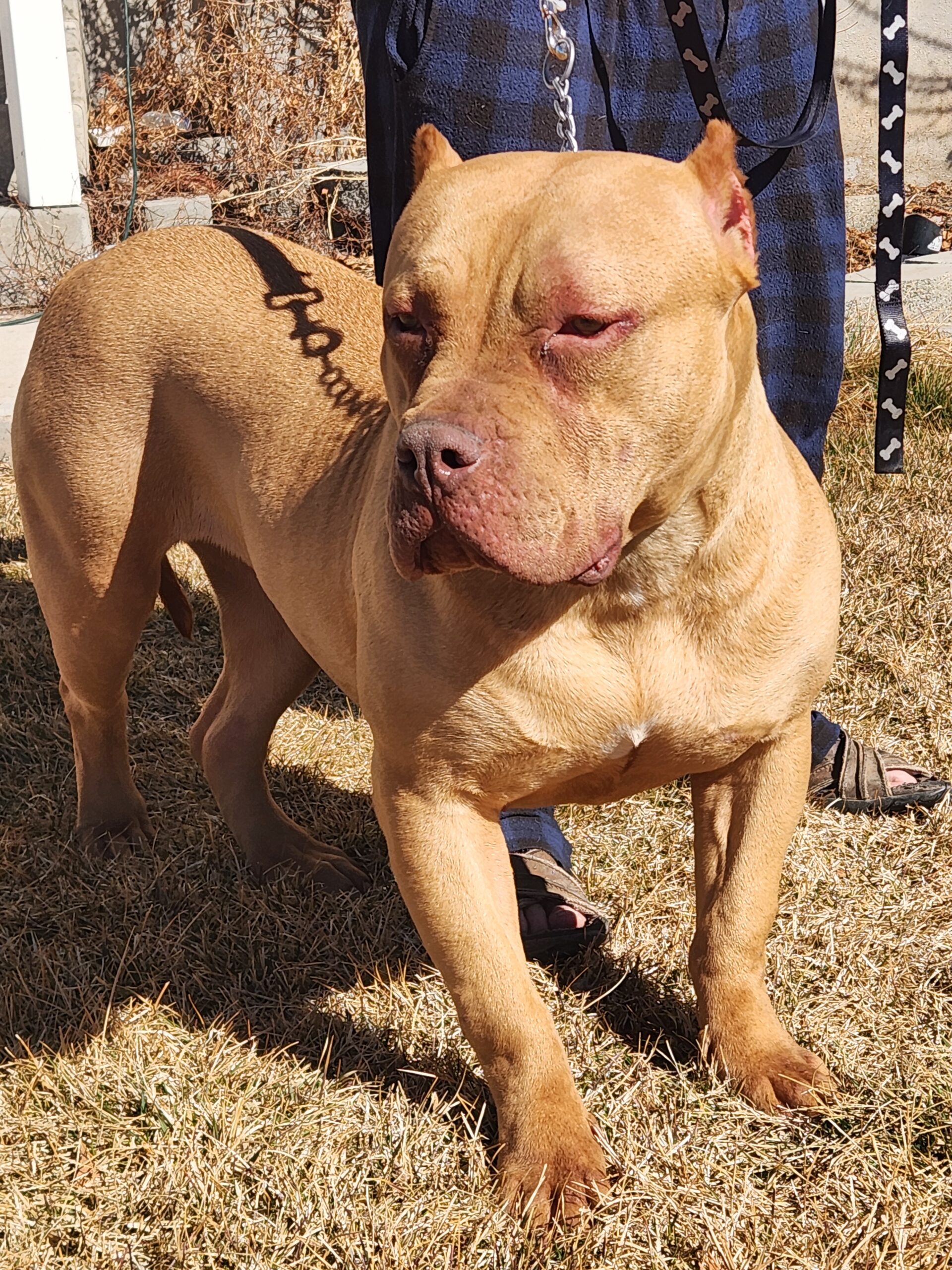 Dog Featured Image