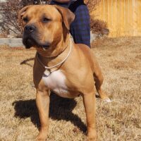 Dog Featured Image