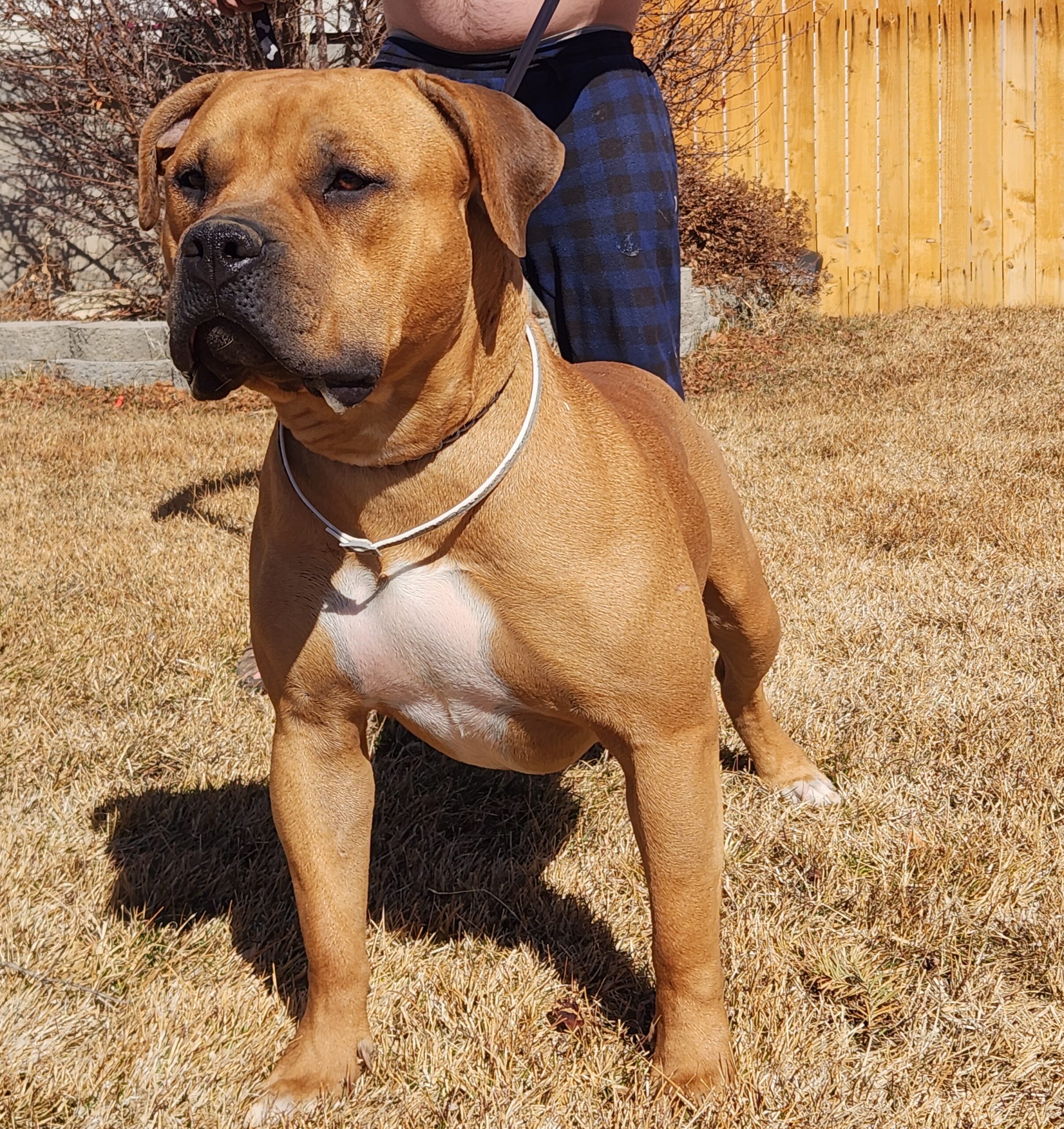 Dog Featured Image
