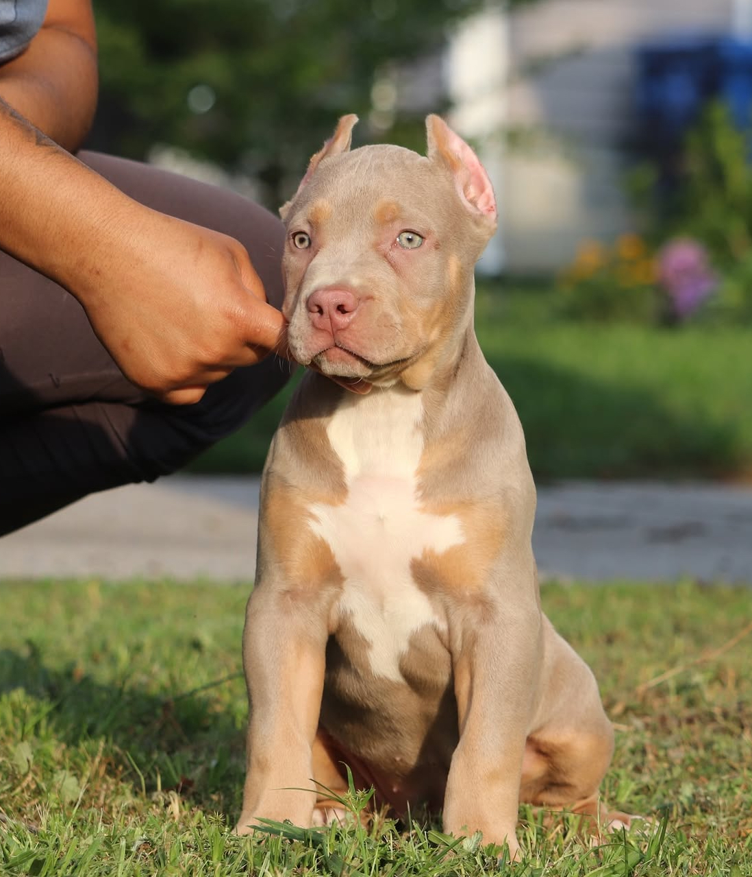 Dog Featured Image