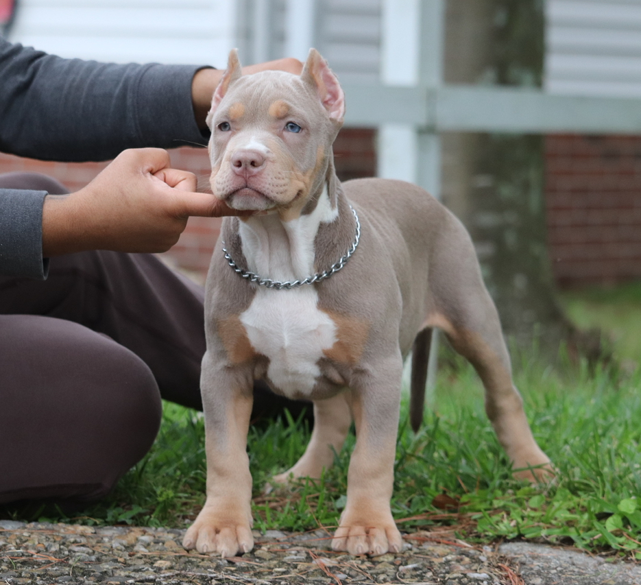 Dog Featured Image