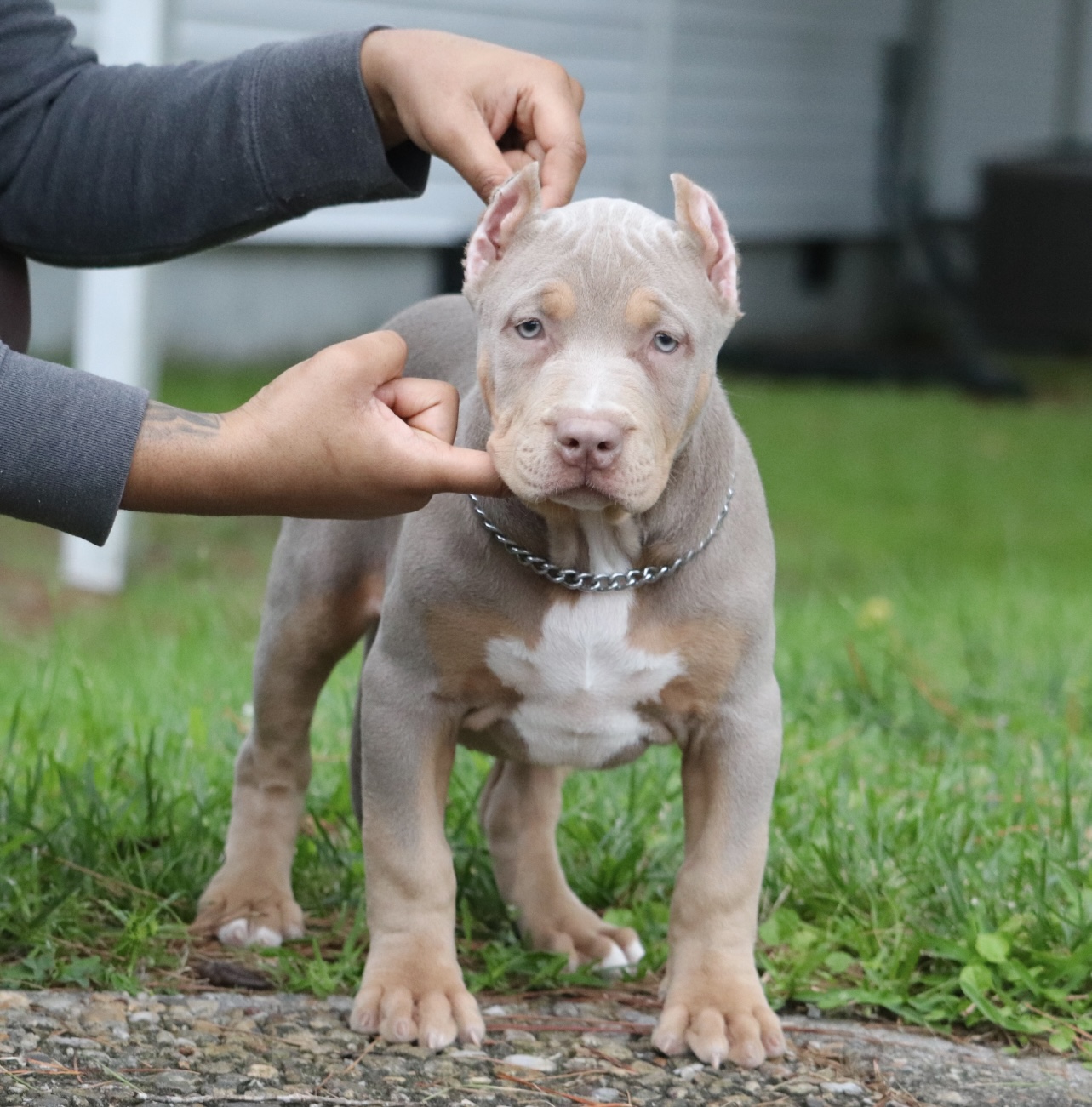 Dog Featured Image