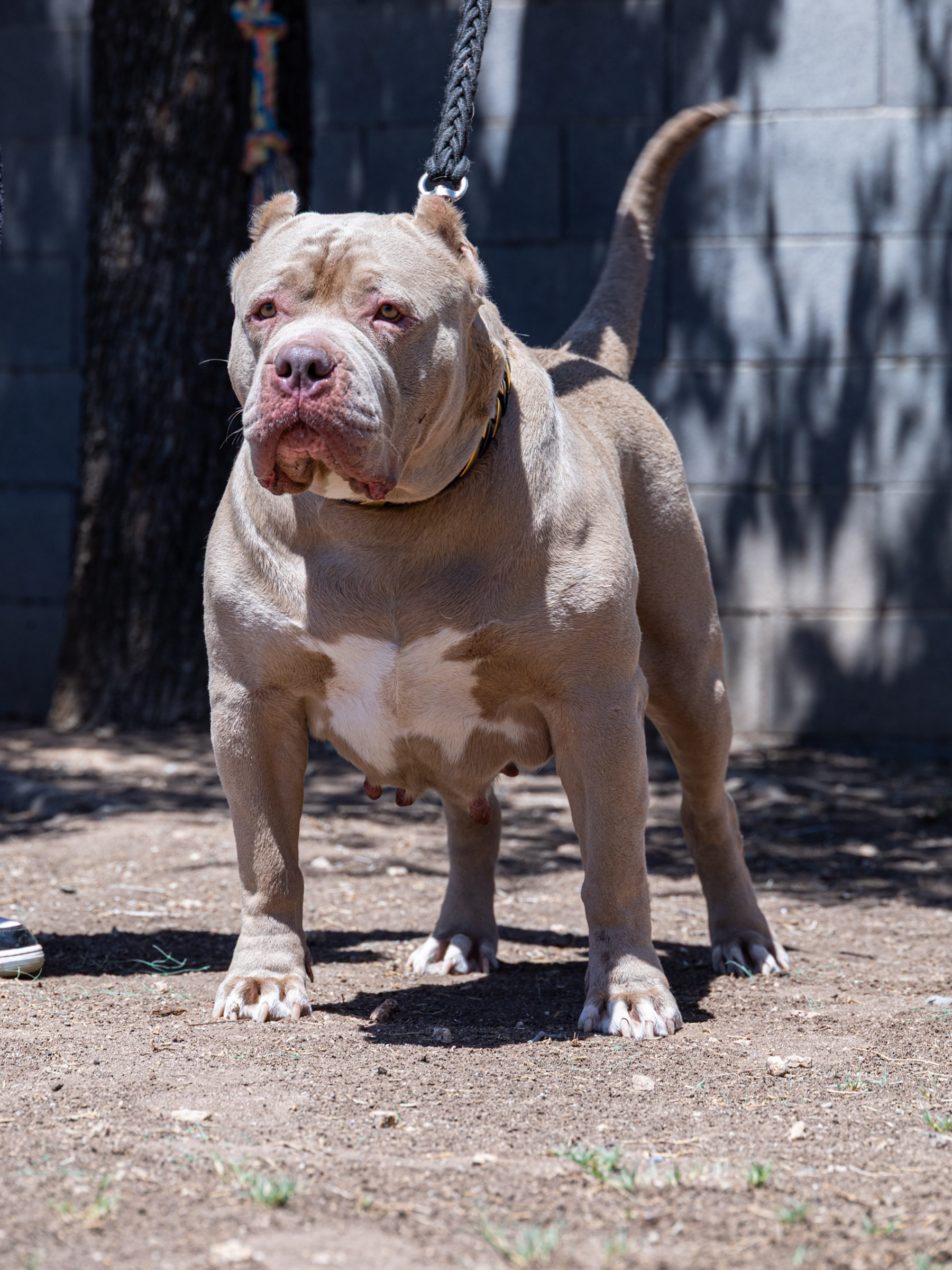 Dog Featured Image