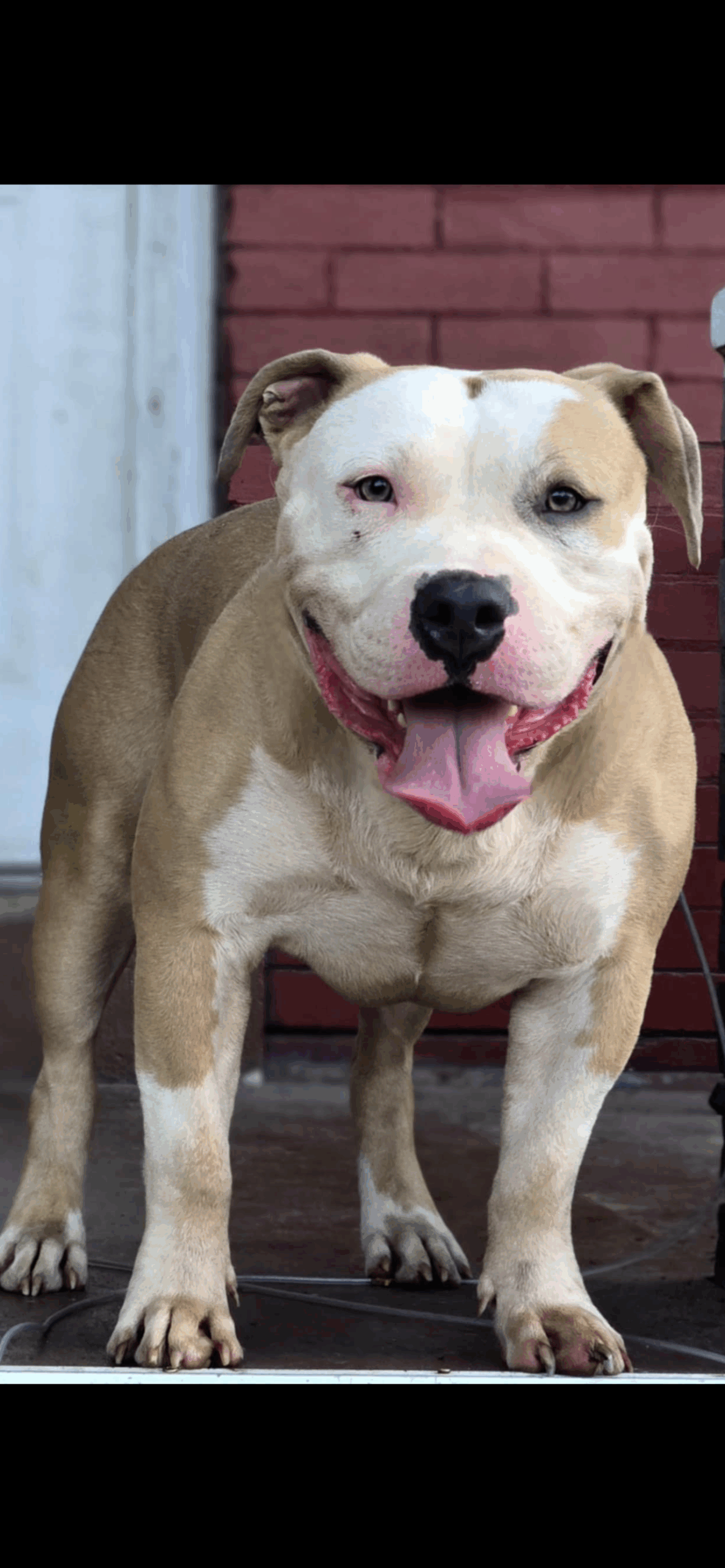 Dog Featured Image
